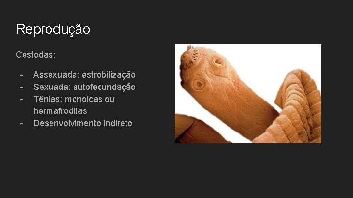 Reprodução Cestodas: - Assexuada: estrobilização Sexuada: autofecundação Tênias: monoicas ou hermafroditas Desenvolvimento indireto 