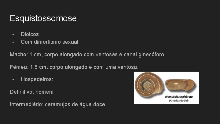 Esquistossomose - Dioicos Com dimorfismo sexual Macho: 1 cm, corpo alongado com ventosas e