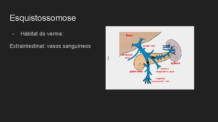 Esquistossomose - Hábitat do verme: Extraintestinal: vasos sanguíneos | 