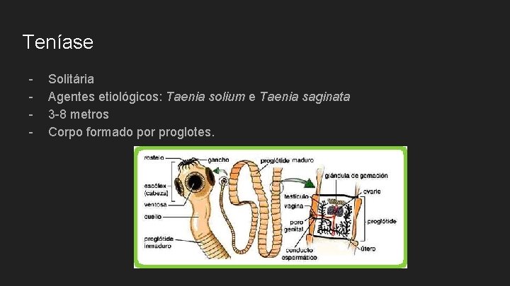 Teníase - Solitária Agentes etiológicos: Taenia solium e Taenia saginata 3 -8 metros Corpo