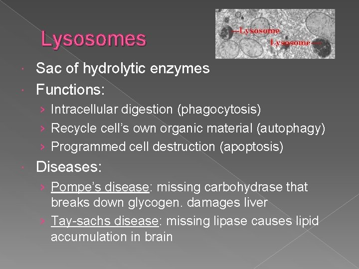 Lysosomes Sac of hydrolytic enzymes Functions: › Intracellular digestion (phagocytosis) › Recycle cell’s own