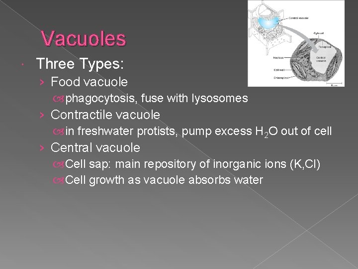 Vacuoles Three Types: › Food vacuole phagocytosis, fuse with lysosomes › Contractile vacuole in
