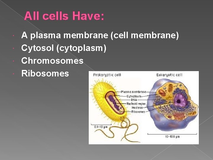 All cells Have: A plasma membrane (cell membrane) Cytosol (cytoplasm) Chromosomes Ribosomes 