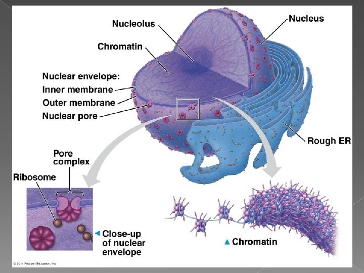 Nucleus Contains DNA Function: control center of cell Surrounded by double membrane (nuclear envelope)