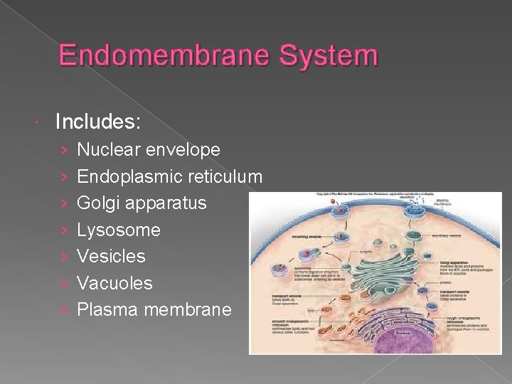Endomembrane System Includes: › › › › Nuclear envelope Endoplasmic reticulum Golgi apparatus Lysosome