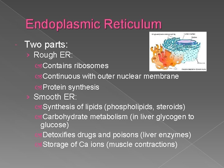 Endoplasmic Reticulum Two parts: › Rough ER: Contains ribosomes Continuous with outer nuclear membrane