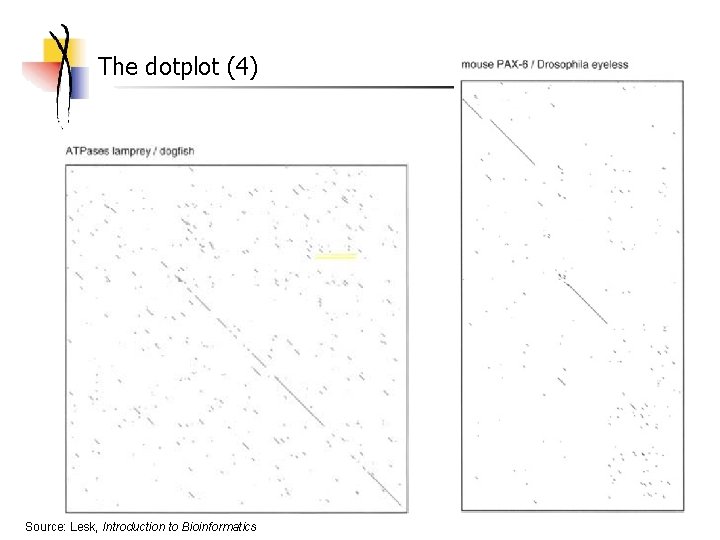 The dotplot (4) Source: Lesk, Introduction to Bioinformatics 