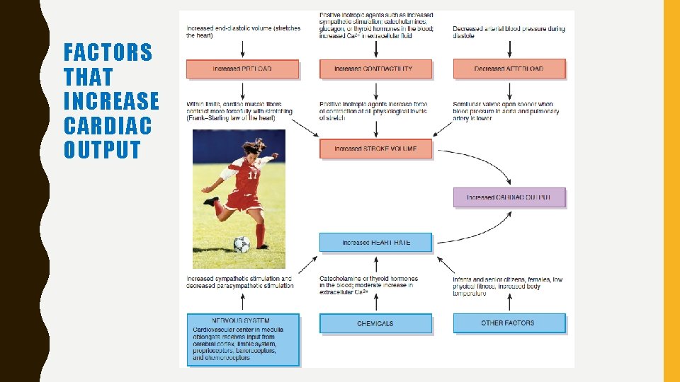 FACTORS THAT INCREASE CARDIAC OUTPUT 