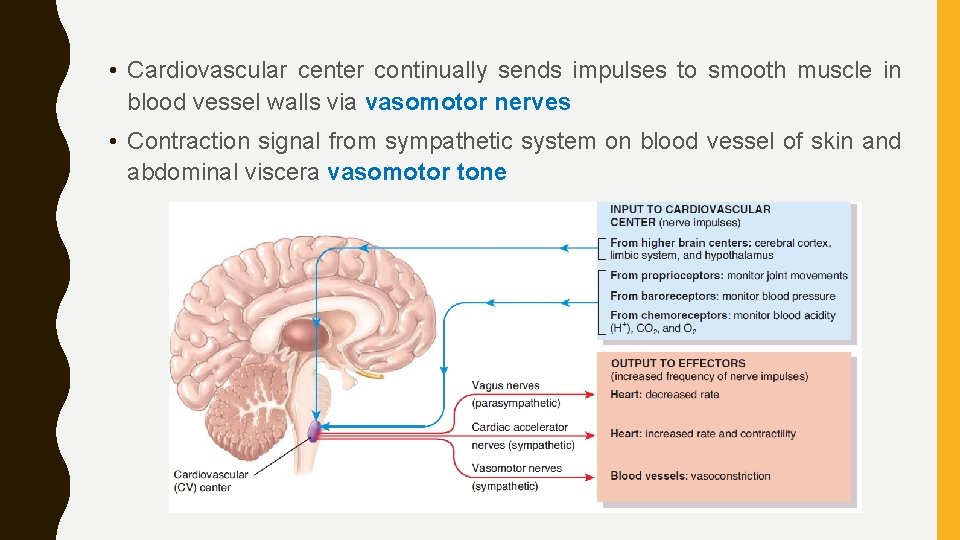  • Cardiovascular center continually sends impulses to smooth muscle in blood vessel walls