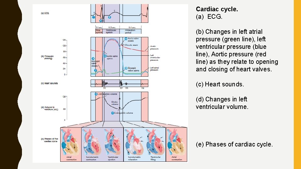 Cardiac cycle. (a) ECG. (b) Changes in left atrial pressure (green line), left ventricular