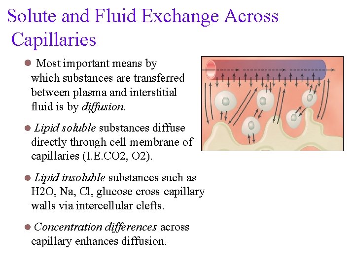 Solute and Fluid Exchange Across Capillaries l Most important means by which substances are