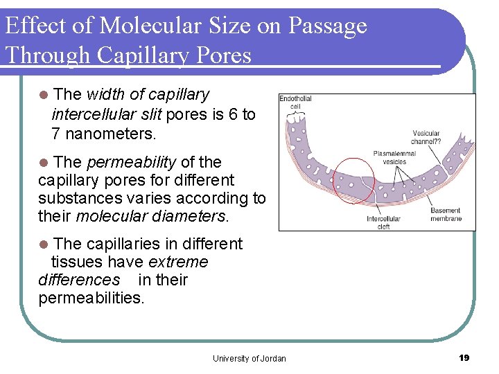 Effect of Molecular Size on Passage Through Capillary Pores l The width of capillary