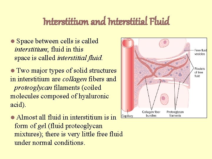 Interstitium and Interstitial Fluid Space between cells is called interstitium; fluid in this space