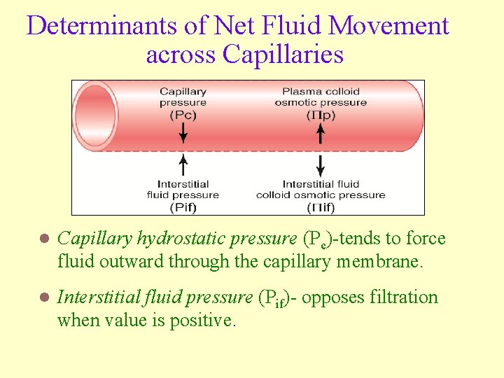 Determinants of Net Fluid Movement across Capillaries l Capillary hydrostatic pressure (Pc)-tends to force