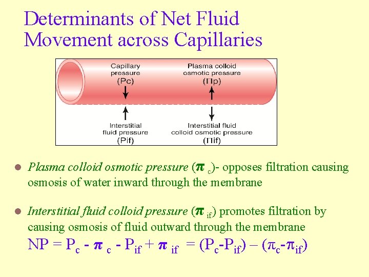 Determinants of Net Fluid Movement across Capillaries l l Plasma colloid osmotic pressure (π