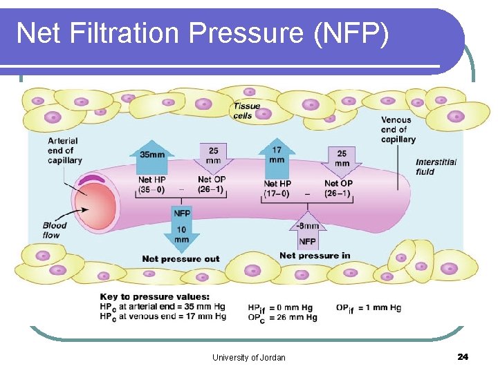 Net Filtration Pressure (NFP) University of Jordan 24 