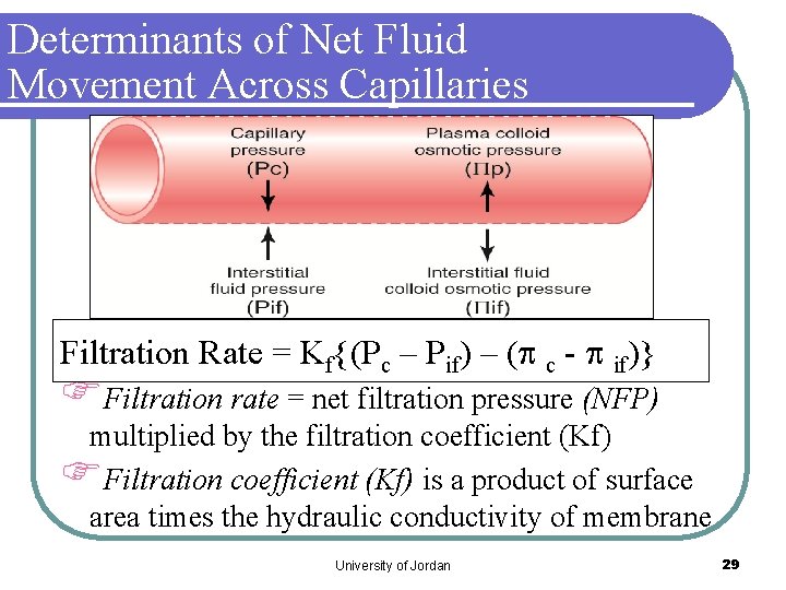 Determinants of Net Fluid Movement Across Capillaries Filtration Rate = Kf{(Pc – Pif) –