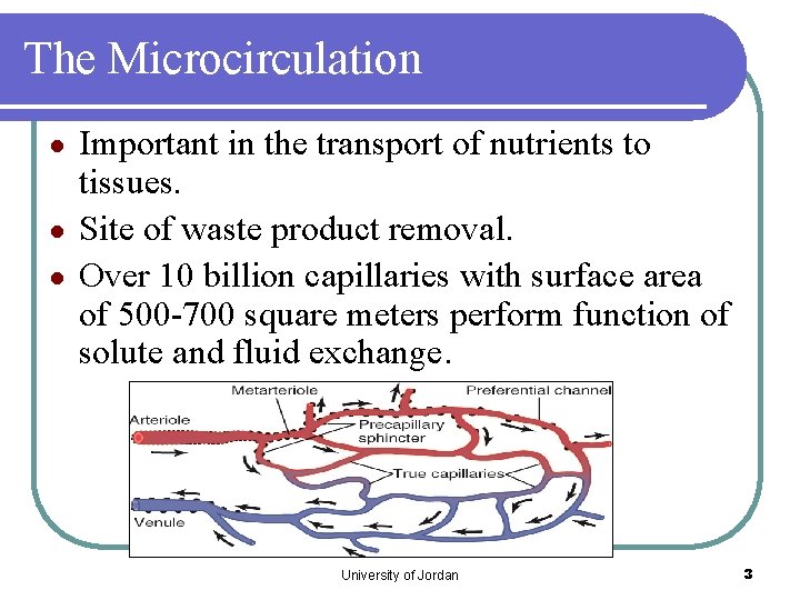 The Microcirculation Important in the transport of nutrients to tissues. ● Site of waste