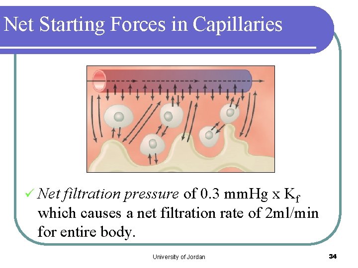 Net Starting Forces in Capillaries ü Net filtration pressure of 0. 3 mm. Hg