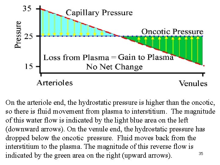 On the arteriole end, the hydrostatic pressure is higher than the oncotic, so there