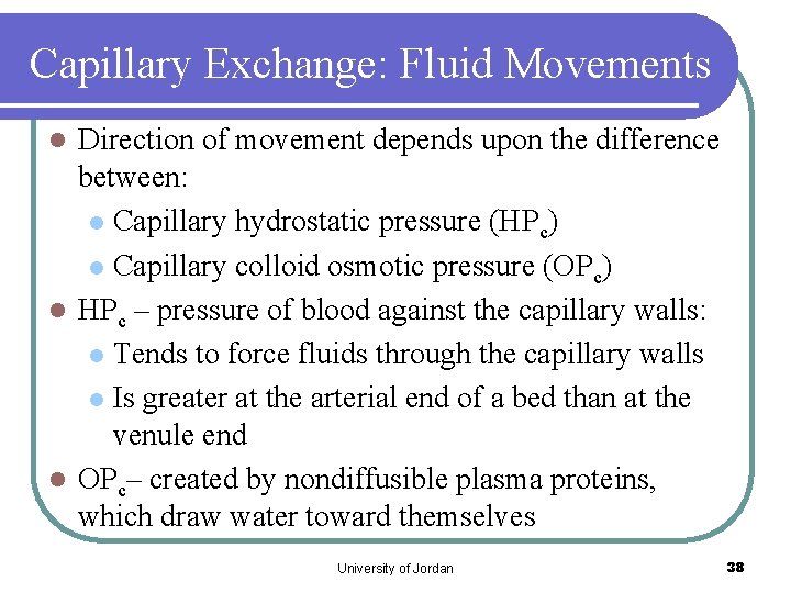 Capillary Exchange: Fluid Movements Direction of movement depends upon the difference between: l Capillary