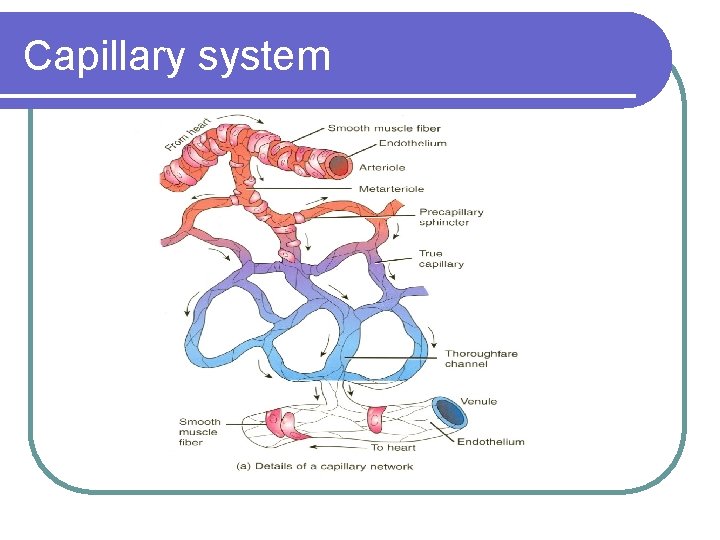 Capillary system 