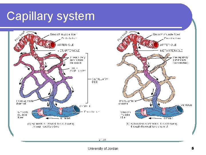 Capillary system University of Jordan 5 