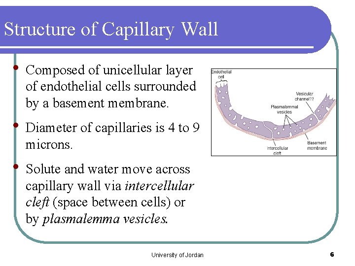 Structure of Capillary Wall • Composed of unicellular layer of endothelial cells surrounded by