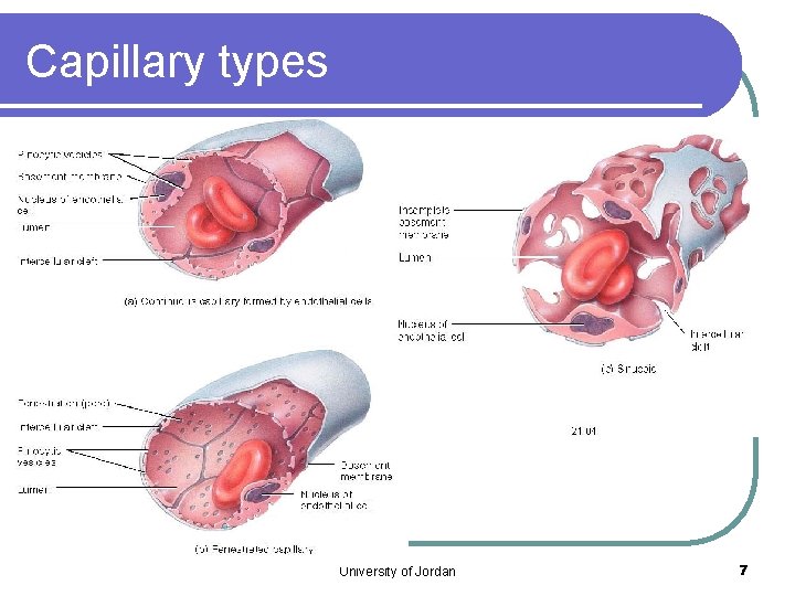 Capillary types University of Jordan 7 