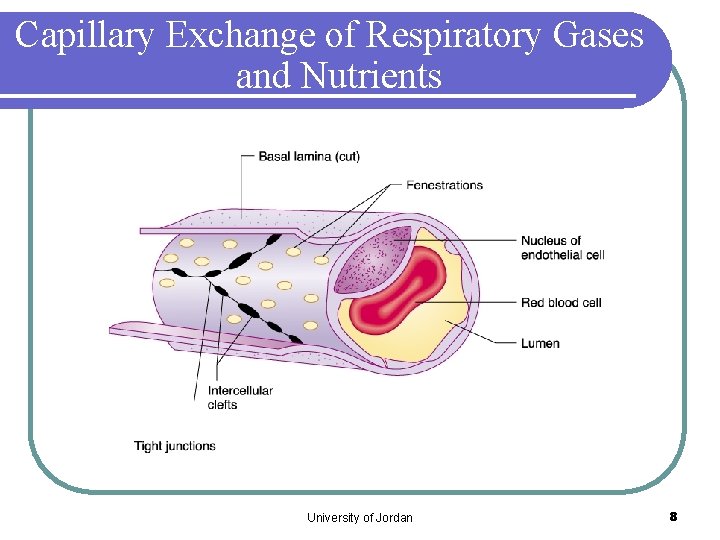 Capillary Exchange of Respiratory Gases and Nutrients University of Jordan 8 