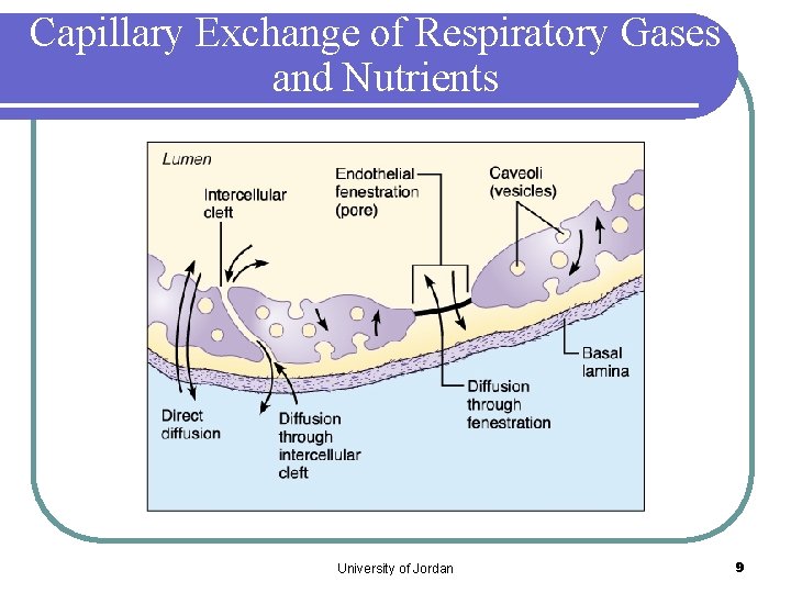 Capillary Exchange of Respiratory Gases and Nutrients University of Jordan 9 