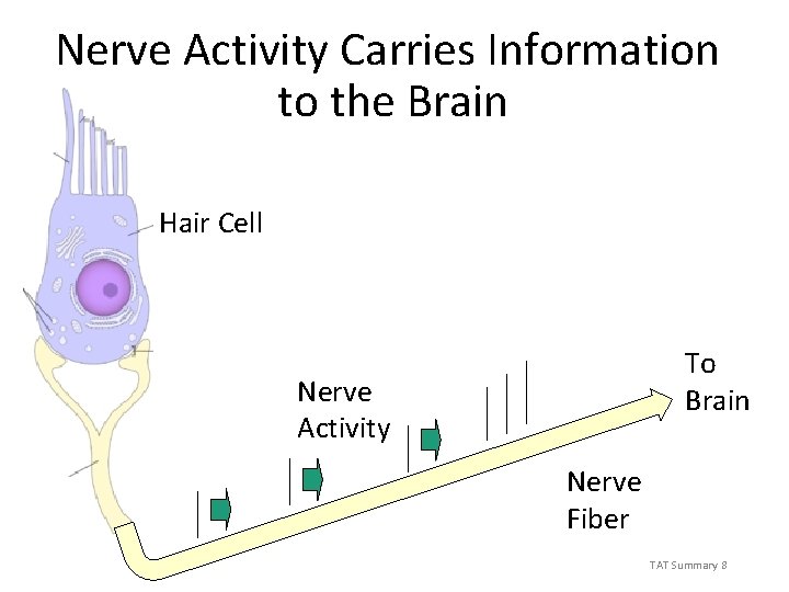 Nerve Activity Carries Information to the Brain Hair Cell To Brain Nerve Activity Nerve