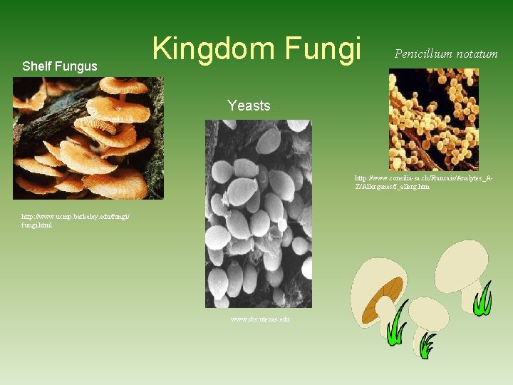 Shelf Fungus Kingdom Fungi Penicillium notatum Yeasts http: //www. consilia-sa. ch/Francais/Analytes_AZ/Allergenes/f_allerg. htm http: //www.