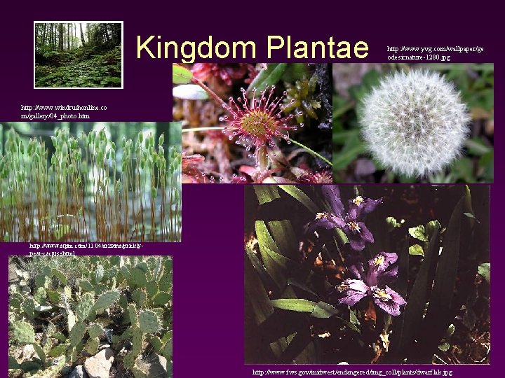 Kingdom Plantae http: //www. yvg. com/wallpaper/ge odesicnature-1280. jpg http: //www. windrushonline. co m/gallery/04_photo. htm