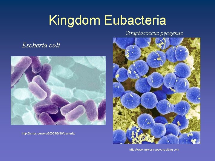 Kingdom Eubacteria Streptococcus pyogenes Escheria coli http: //lenta. ru/news/2005/09/30/bacteria/ http: //www. microscopyconsulting. com 