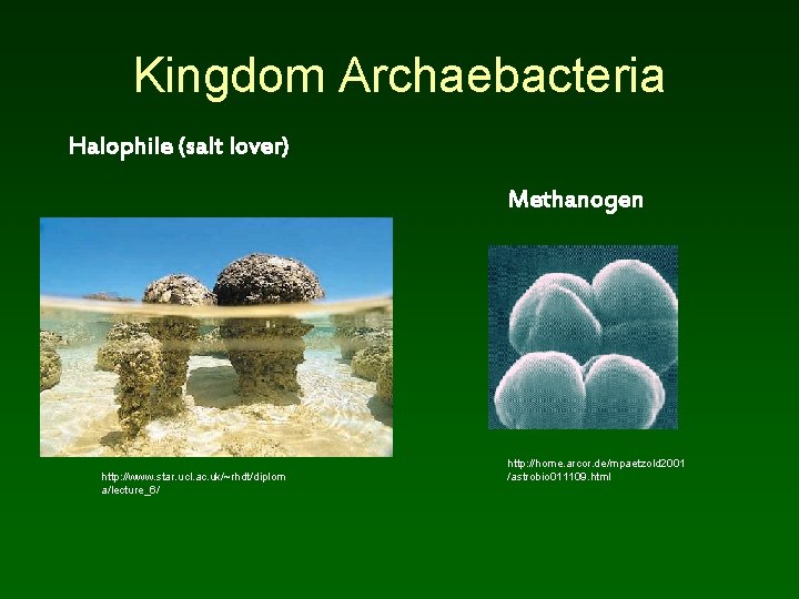 Kingdom Archaebacteria Halophile (salt lover) Methanogen http: //www. star. ucl. ac. uk/~rhdt/diplom a/lecture_6/ http: