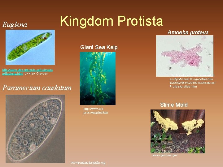Euglena Kingdom Protista Amoeba proteus Giant Sea Kelp http: //www. utsc. utoronto. ca/~olaveso n/Euglena.