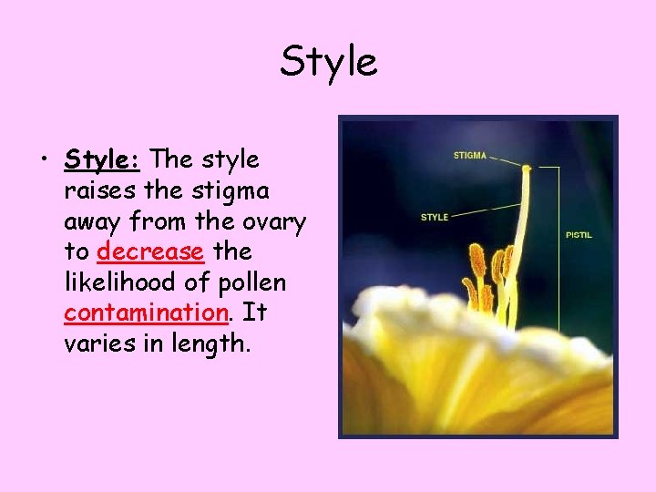 Style • Style: The style raises the stigma away from the ovary to decrease