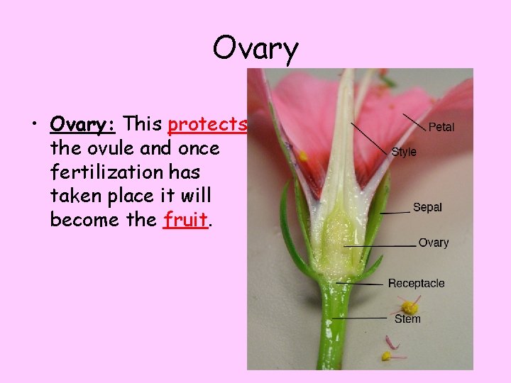 Ovary • Ovary: This protects the ovule and once fertilization has taken place it