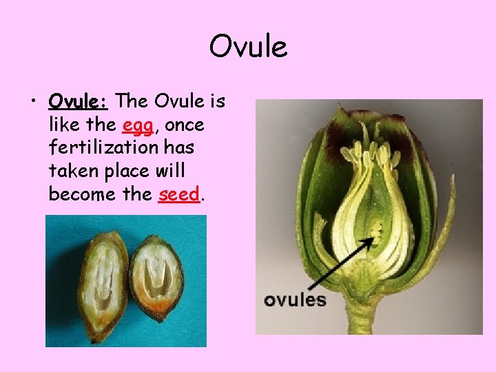 Ovule • Ovule: The Ovule is like the egg, once fertilization has taken place