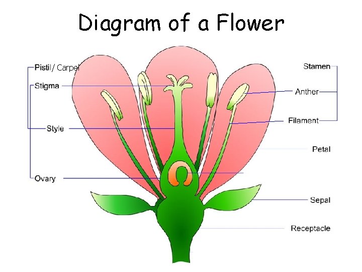 Diagram of a Flower / Carpel 