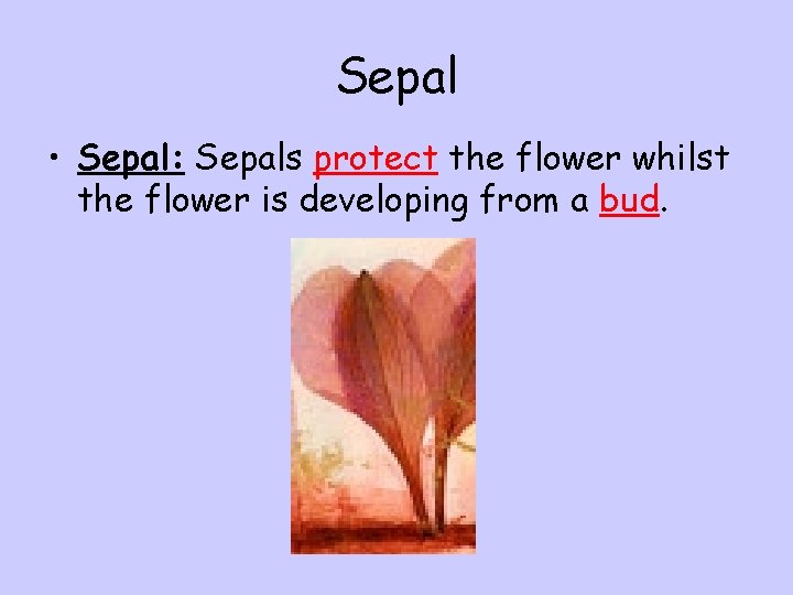 Sepal • Sepal: Sepals protect the flower whilst the flower is developing from a