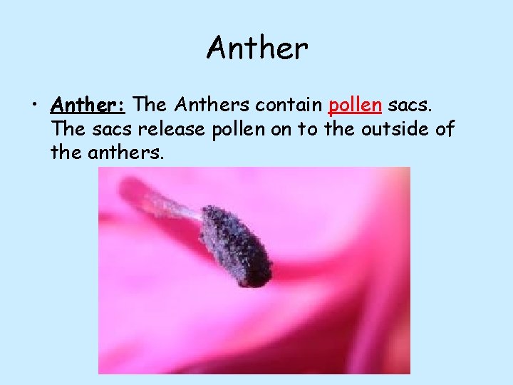 Anther • Anther: The Anthers contain pollen sacs. The sacs release pollen on to
