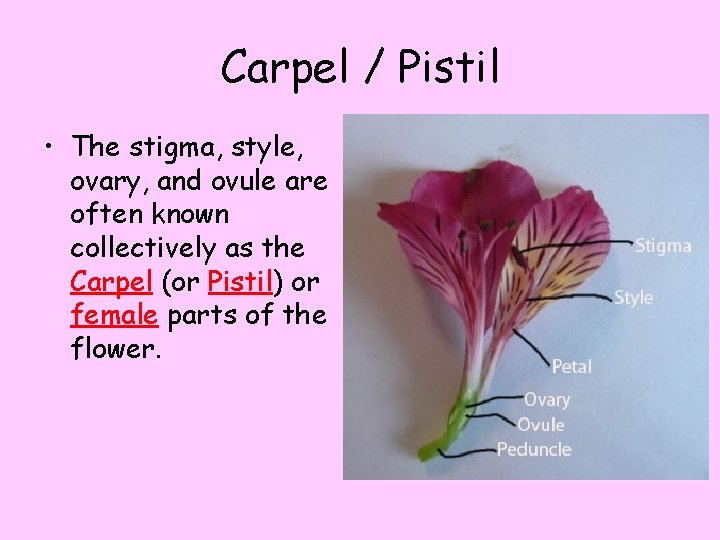 Carpel / Pistil • The stigma, style, ovary, and ovule are often known collectively