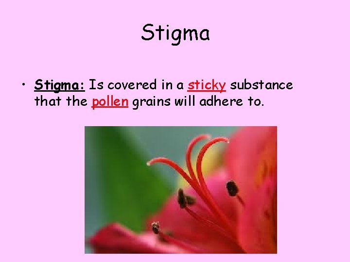 Stigma • Stigma: Is covered in a sticky substance that the pollen grains will
