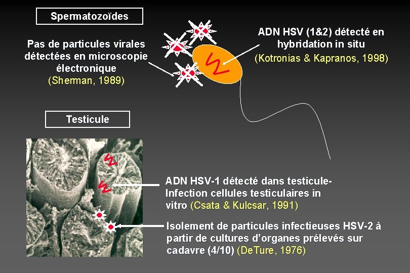 Spermatozoïdes Pas de particules virales détectées en microscopie électronique (Sherman, 1989) ADN HSV (1&2)