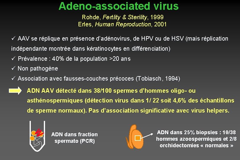 Adeno-associated virus Rohde, Fertlity & Sterility, 1999 Erles, Human Reproduction, 2001 ü AAV se