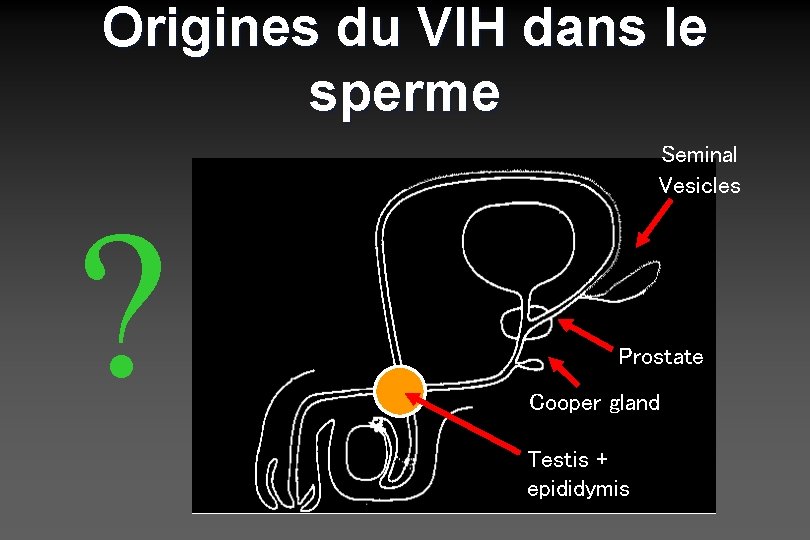Origines du VIH dans le sperme ? Seminal Vesicles Prostate Cooper gland Testis +