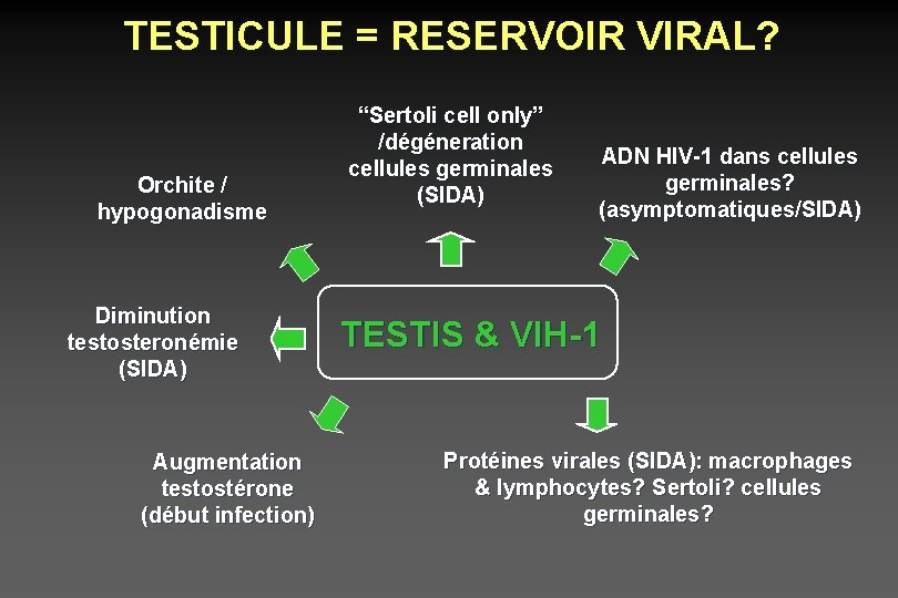 TESTICULE = RESERVOIR VIRAL? Orchite / hypogonadisme Diminution testosteronémie (SIDA) Augmentation testostérone (début infection)