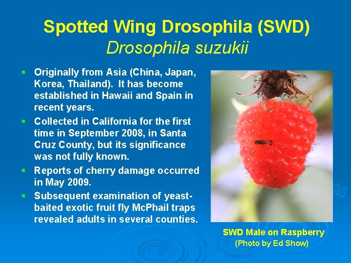 Spotted Wing Drosophila (SWD) Drosophila suzukii § Originally from Asia (China, Japan, Korea, Thailand).